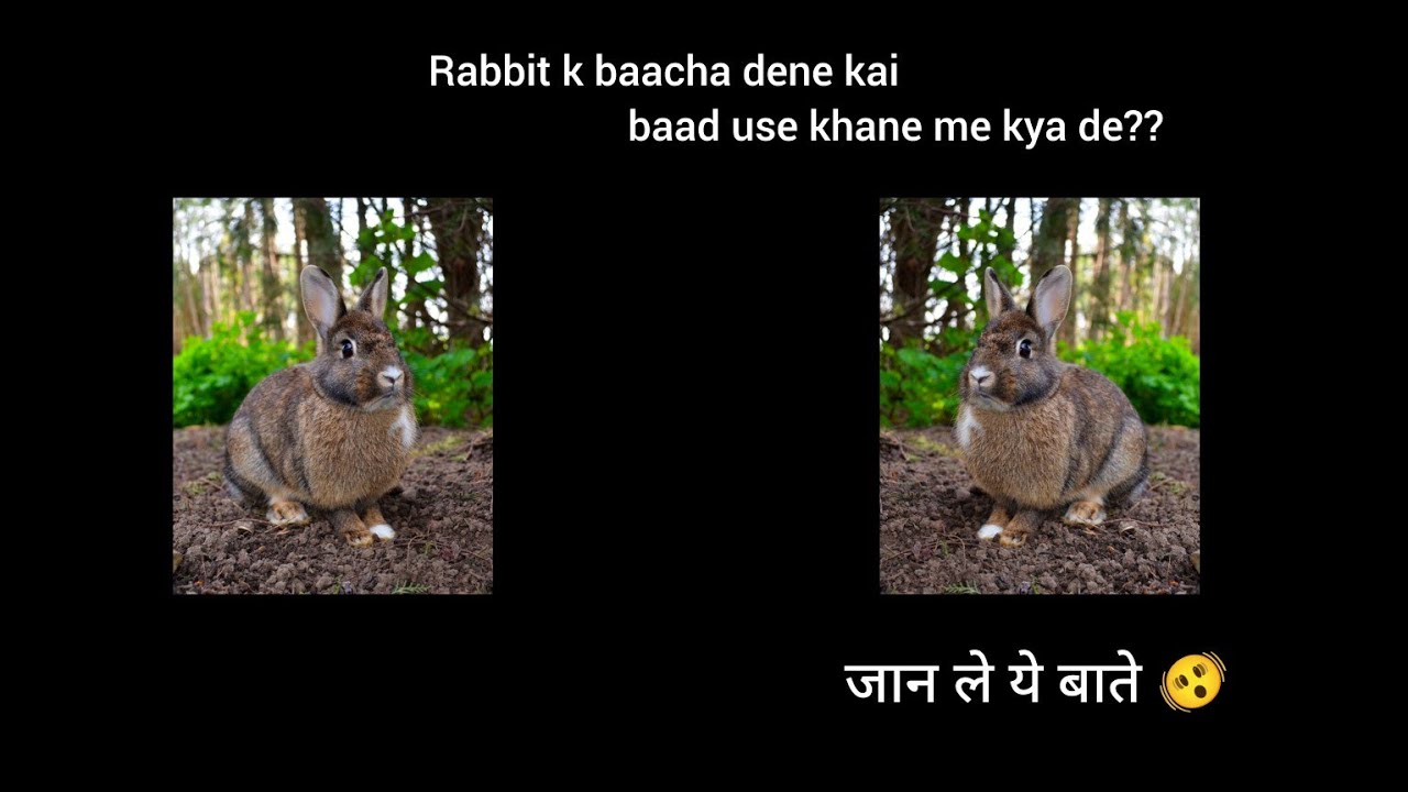 rabbit k bacha dene k baad use khaane me kya de #rabbit #Aaruu the best ...
