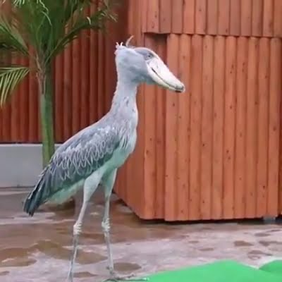 Shoebill bird at Kakegawa Bird Park Japan - YouTube