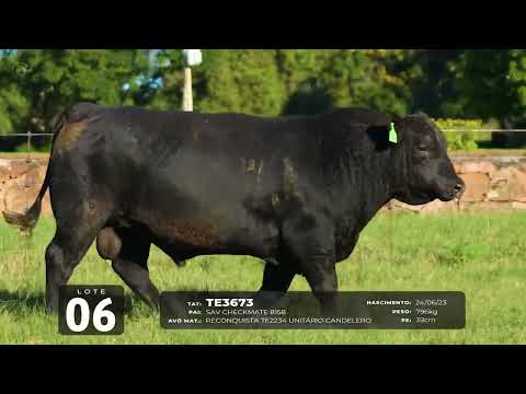 LOTE 06   TAT TE3673 M Angus