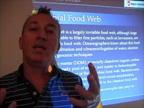 Ocean Food Web - Microbial Food Web