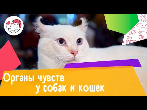 Органы чувств у собак и кошек: 5 основных различий