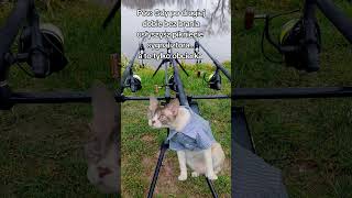 Dźwięki Sygnalizatora