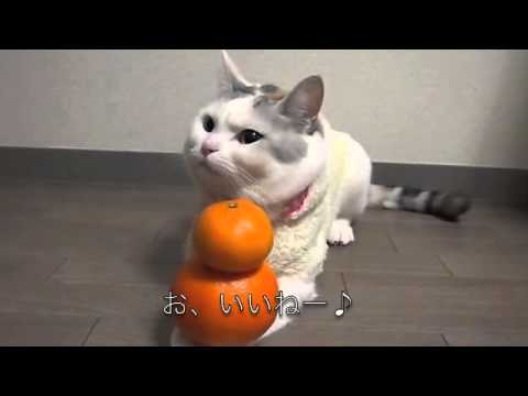 前足にミカンを乗せるネコ Youtube