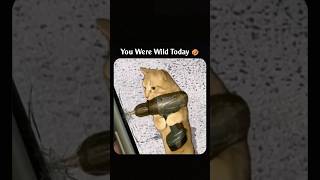 You Were Wild Today 🤣