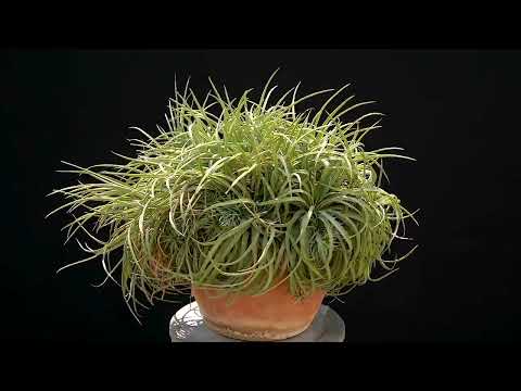 Hechtia