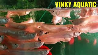 Arwana Albino 20-22 Cm