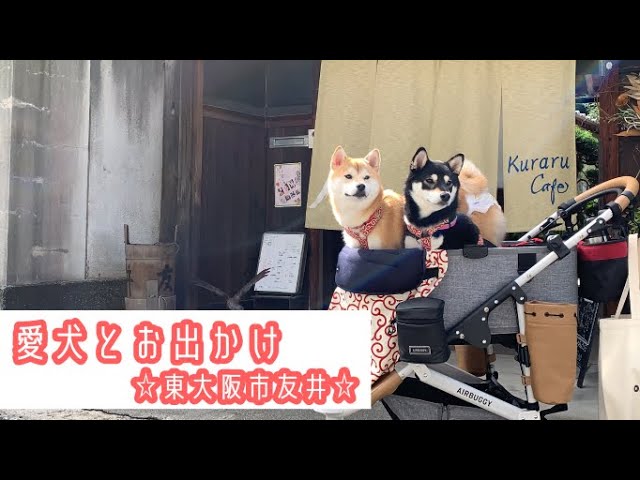 柴犬姉妹 東大阪市友井にある くらるカフェ に行ってきました Shibainu ドックカフェ テラス席ペット同伴可 ローケーキ 古民家カフェ Youtube