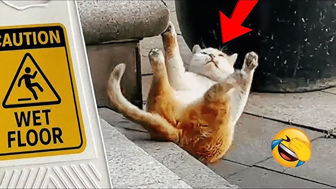 Funny Animal Moments That Make Your Day #24 - YouTube