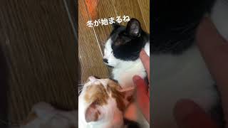ヒーターを出したら集合した猫たち
