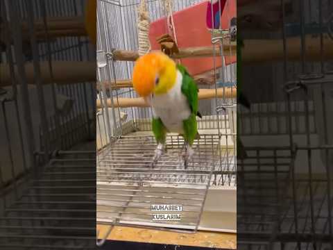 Papağan çıldırdı “Yeteeer” #papağan #muhabbetkuşu