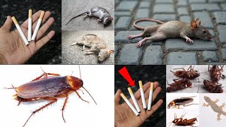 Magic Tips For Mouse Rat & Cockroaches | Permanently In A Natural Way  | Mr Maker
