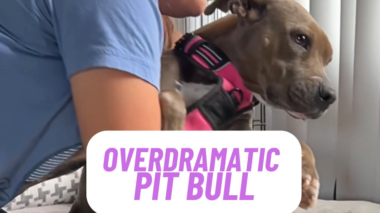 My Pit Bull's Dramatic Reaction to Bath Time 😤