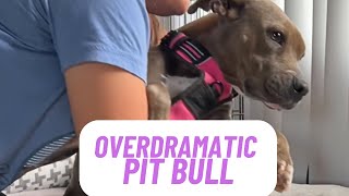 My Pit Bull's Dramatic Reaction to Bath Time 😤