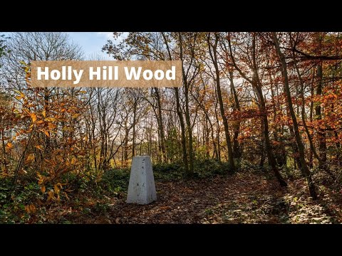 Holly Hill Wood, Birling