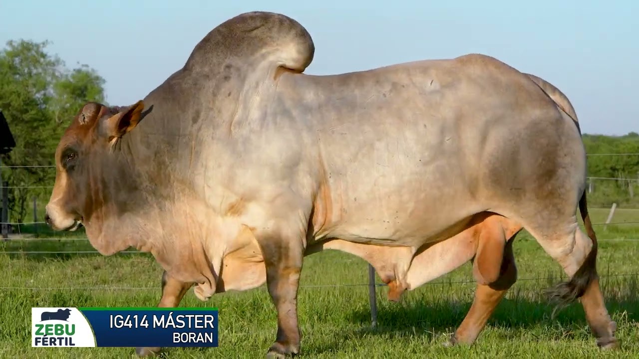 BORAN IG414 MÁSTER   ZEBU FERTIL