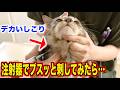 ルトの首にしこりができたので病院でしこりに針でプスっと刺してみたら。。。