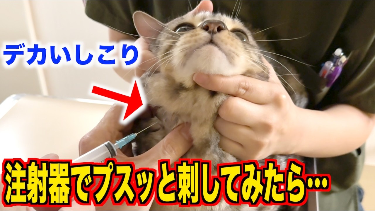 ルトの首にしこりができたので病院でしこりに針でプスっと刺してみたら。。。