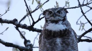 The Owl and the Moon