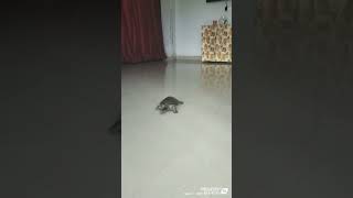 Tortoiseshorts#shorts#tortoise#shorts#