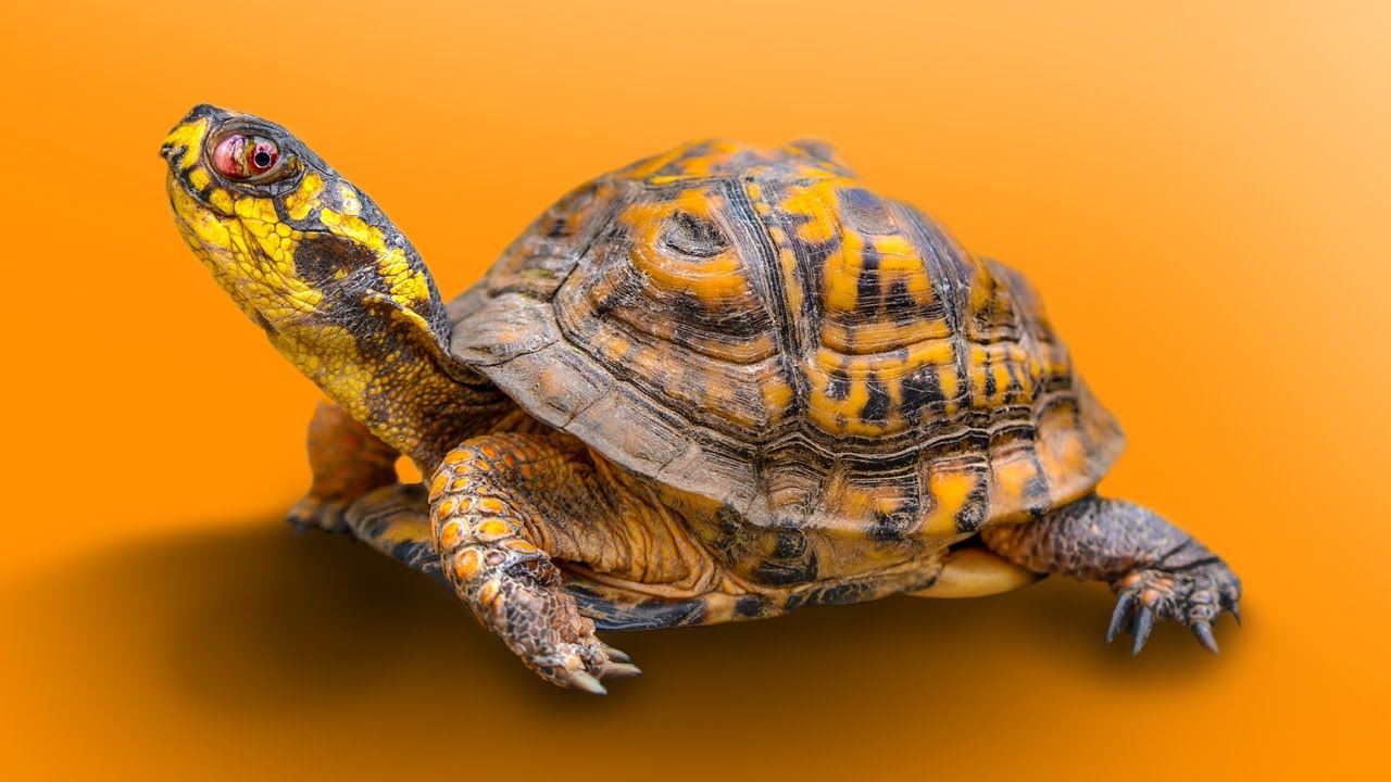 Черепаха Garden State Tortoise приняла 44 новых черепахи из зоопарка!