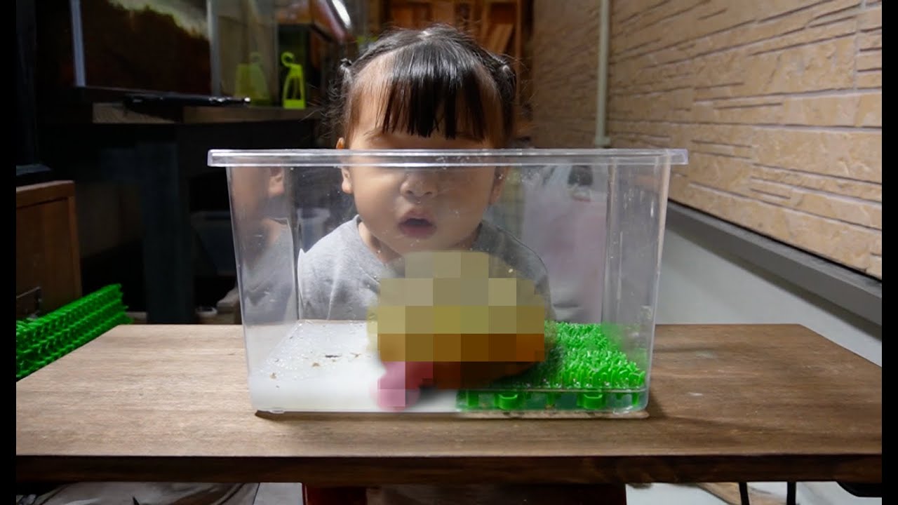 1年前に買った生き物がヤバいくらい巨大に…