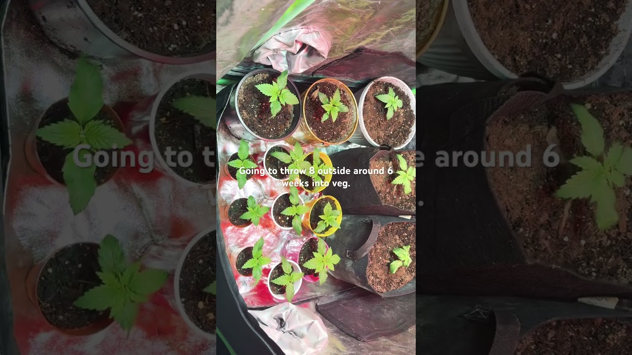 Growing cannabis indoors famous thin mint x sunset sherbet. this strain is for experienced growers