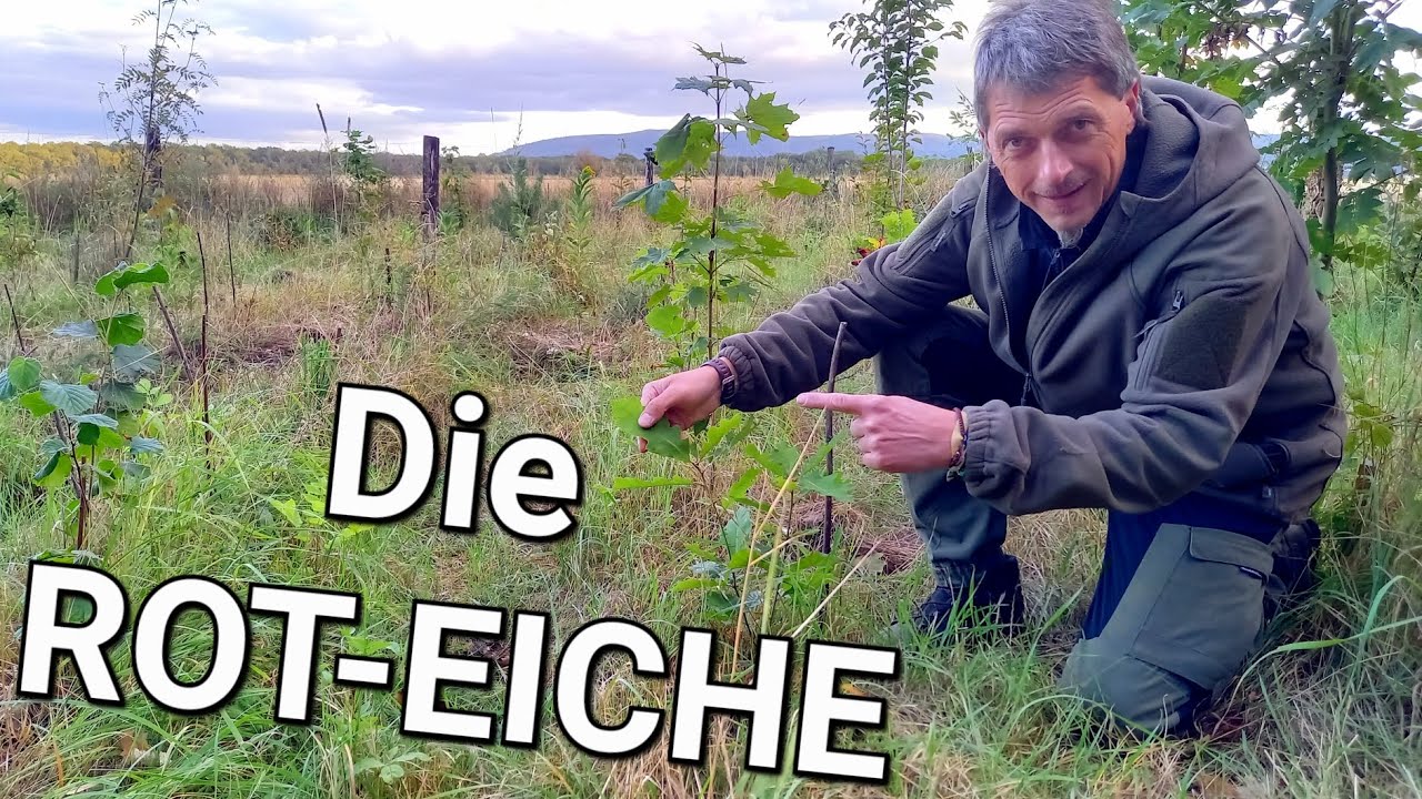 Die Rot-Eiche vs. Stieleiche 🌳 Unterschiede Saatgut Zukunftsbaum? #bäume #garten #forst