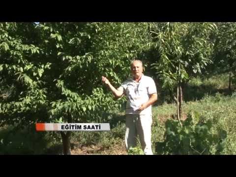 Video: Kızılcık Bitki Türleri - Bahçeniz İçin Doğru Kızılcık Çeşitlerini Seçme