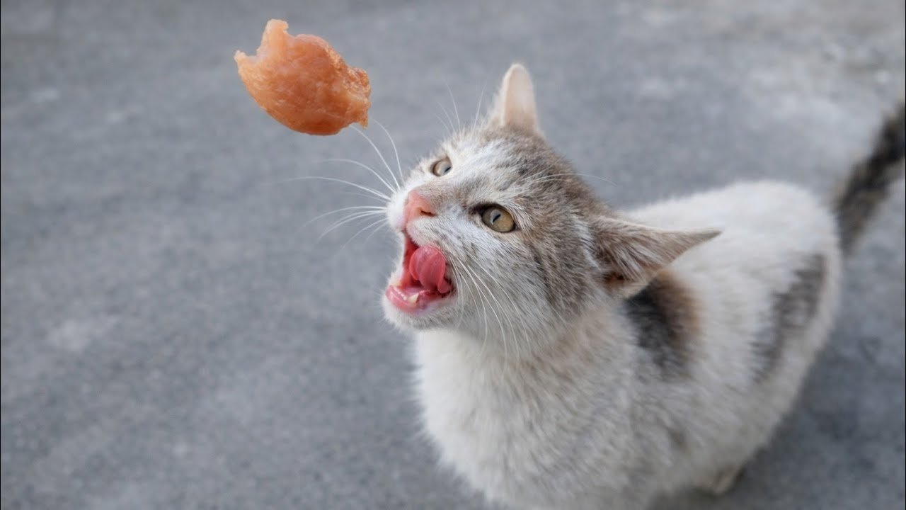 Feeding Hungry Feral Kittens | Heartbreaking Meowing for Food & Funny Reactions
