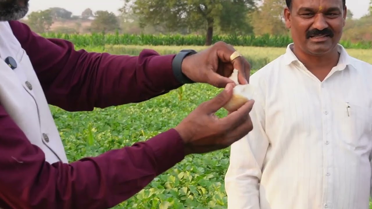 SCTवैदीक सोबत गव्हा पाठोपाठ मुळा पिकास महाराष्ट्रातून विवीध जिल्ह्यातील प्रयोगशील शेतकर्यांची भेट‼️