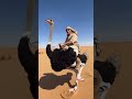 I Rode an Ostrich Across the Desert!   #OstrichRide #ViralVideo #YouTubeShorts #InstaReels