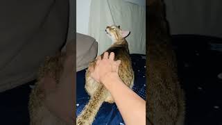 Disturbing my cat Tiger 😸