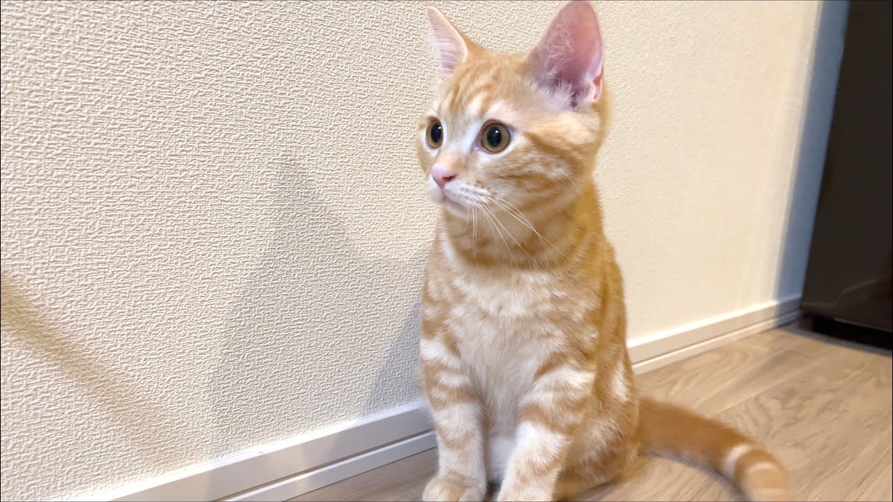 初めての雷にびっくりする子猫 アメリカンショートヘア レッドタビー Youtube 初めての雷にびっくりする子猫 アメリカンショートヘア レッドタビー Youtube