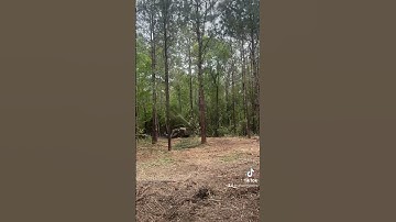 Timelapse forestry mulching