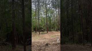 Timelapse forestry mulching