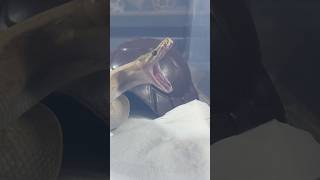 DRAKKON | Banana Pinstripe Royal / Ball Python | #feeding #short 🌻🎬 (07.02.25)