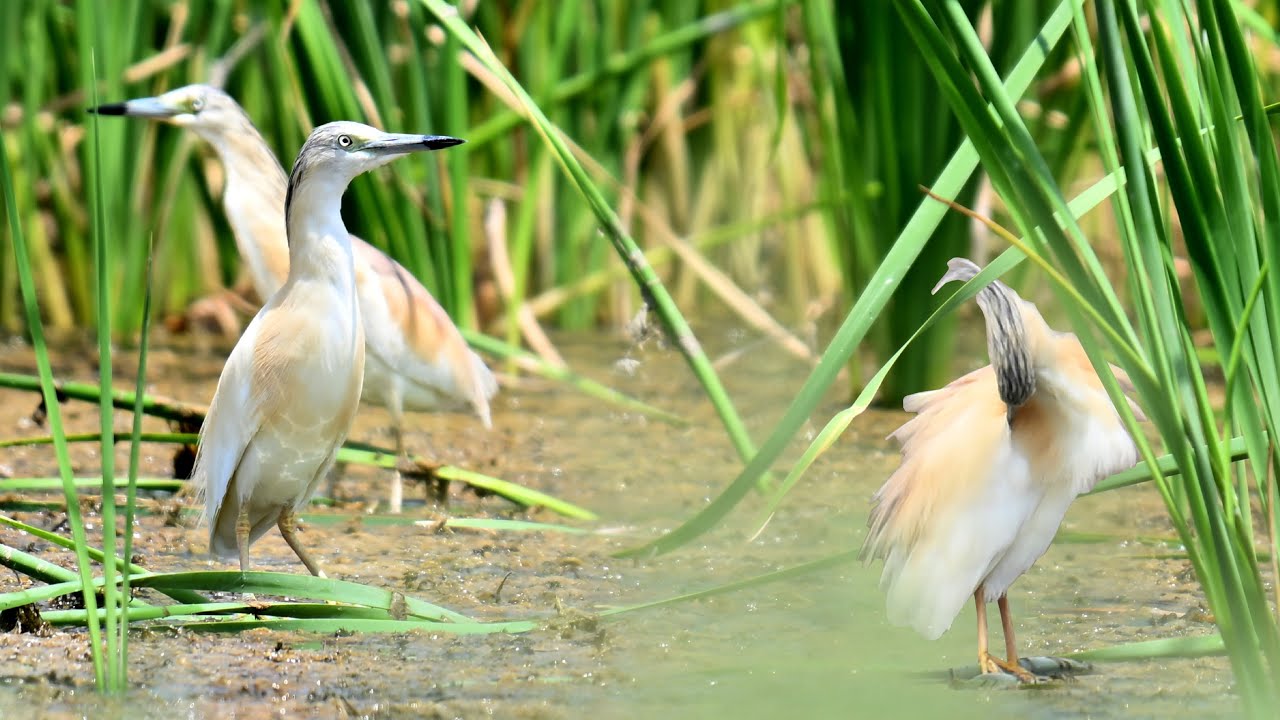Suv qushlarining migratsiya yo‘lidagi “Dovut” ko‘li