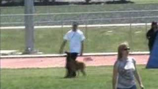 Luigi du Dantero - SW Regional Schutzhund III Championship Obedience Routine