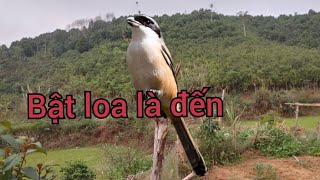 Chim bách thanh mồi