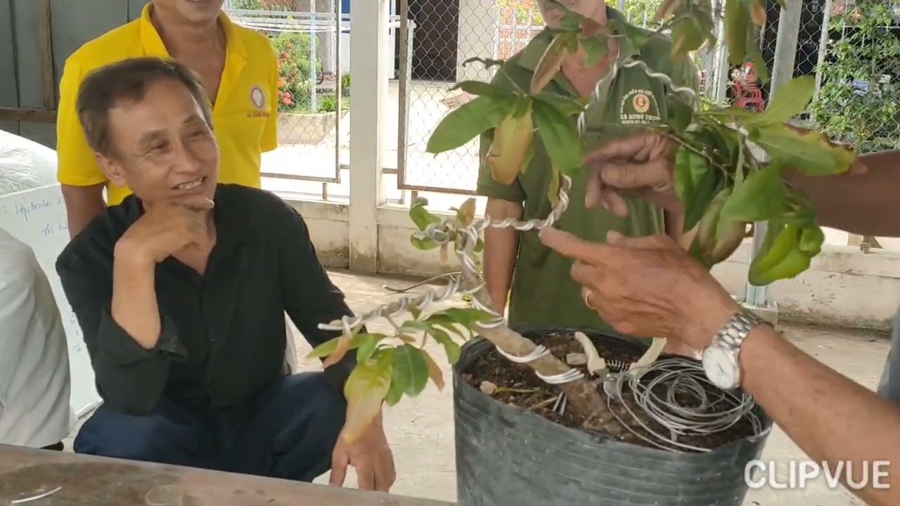 Cây mai uốn lắc 3 D