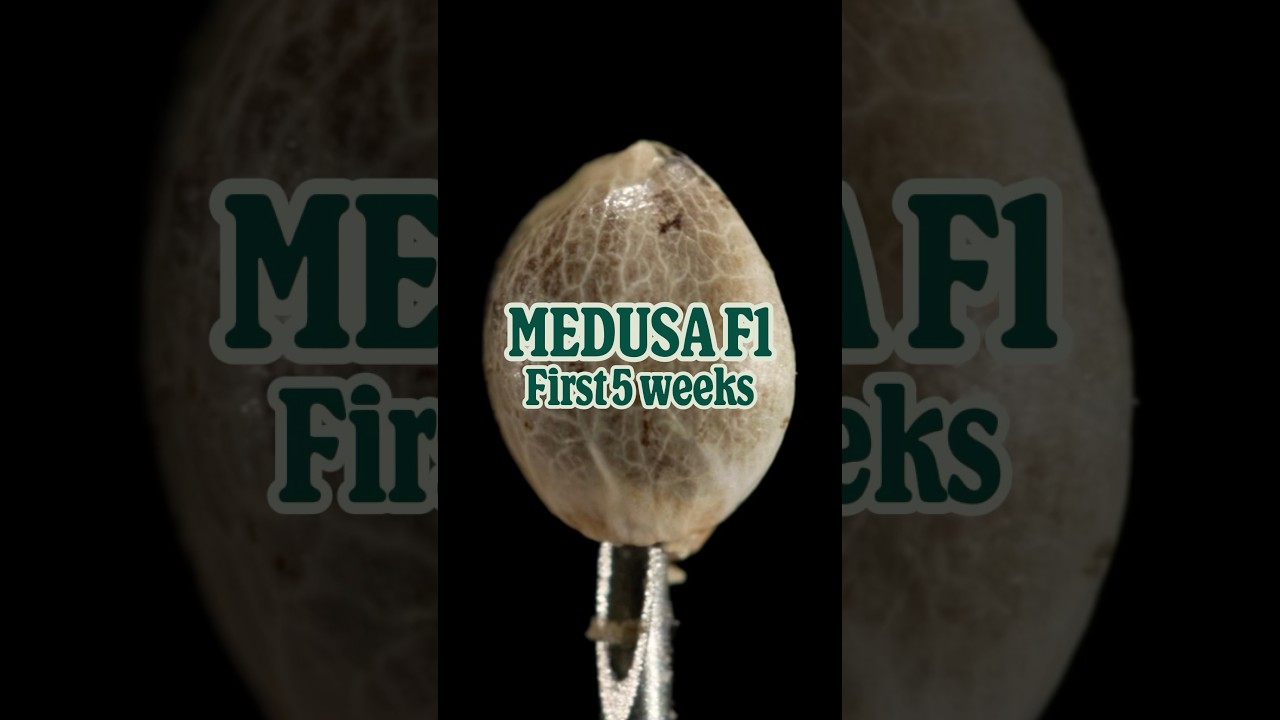 Medusa F1 by Royal Queen Seeds [First Weeks 🌱]
