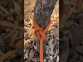 Easy Knot simple and convenient, safe#RopeKnot #RopeKnotTutorial#howtoknity