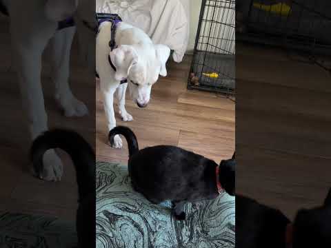 Dogs who love cats 🐈‍⬛ Adopt Donkey from Central Texas Ruffugees🤍🖤 #dogvideos #catvideos #atx