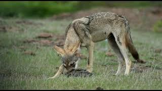 bhigwan_wildlife_pune_indian_grey wolf #wolf #indiangreywolf #wolvos