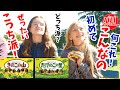 ついに決着!明治きのこの山vsたけのこの里戦争フランスで聞いた結果が意外過ぎた