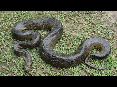 Video: Unde locuiește anaconda: habitate și reproducere