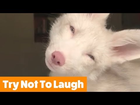 funniest-cutest-pets-|-funny-pet-videos