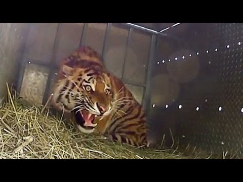 GoPro Tigers released in Russia (Tigri)