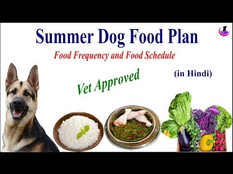 summer-dog-food-recipe-ii-dog-and-vet-ii-hindi