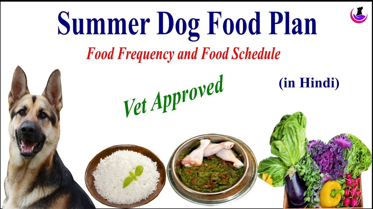 SUMMER DOG FOOD RECIPE II dog and vet II Hindi - YouTube
